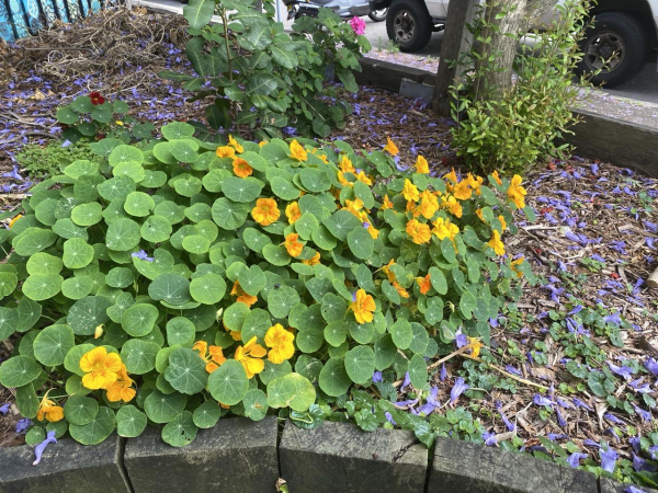 Photo of nasturtiums spreading out on a garden bed with a scattering of yellow and orange flowers.