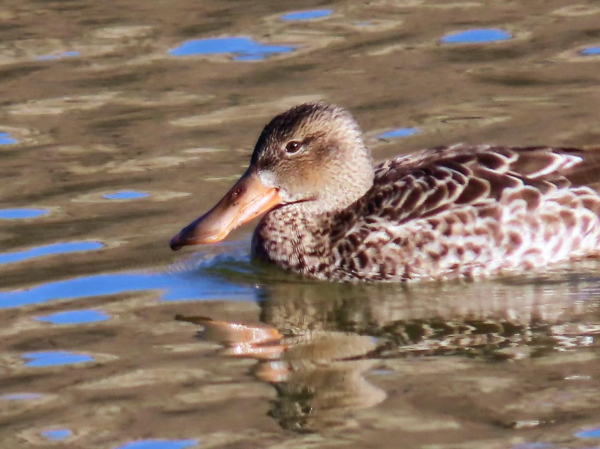 Close profile photo of a female Northern Shoveler, a wonderful, speckled brown duck with a soft brown face and an outsize, dusky, smudgy orange bill that looks like the head of a gardener's hand spade. This lovely is looking coyly towards as she enters the photo from our right in left-facing profile, the November light a secretive, cool glow on the marbled pleats of her wings, the river a thickly rippled sheet of brass that only looks like water when it catches the light.