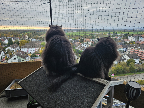 Black and white tomcat "Batman" and black cat "Hope" sitting on the roof of a cat house on the balcony, looking down at the street and houses.