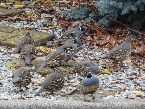 Photo of eleven California quail milling nervously about in the rock border to my neighbor's driveway. They are so plump and round and wonderful, their bodies a wonderful slate blue with brown wings and cream-colored, quill-like detailing on their lower breasts and wings. Many of the males are in profile showing off their gorgeously dark, colorblocked faces, which are outlined in white and capped with fuzzy gold eyebrows, a white "sweatband," and a punctuation mark of feathers that curl like a Kewpie doll question out of their foreheads. A pair of females are in profile as well, though they are more grey than slate-blue, with softer brown faces and forehead punctuation that is less question than quote. They all have a constellation of tiny white specks on the backs of their necks, and they all look both bold and anxious: They startle with vulnerability at the drop of a hat, but they band together for strength and subterfuge, blending cleverly in with the rocks and scruff of the neighborhood.