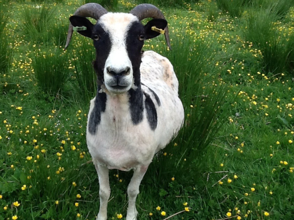 My first sheep twelve years ago was a black and white Jacob ewe and here she is standing in buttercups 