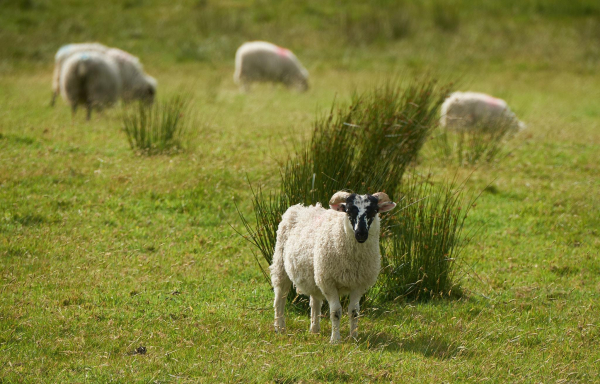 A lamb with a black and white face and small horns is stood in front of a patch of grass in field, while other sheep are grazing in the background