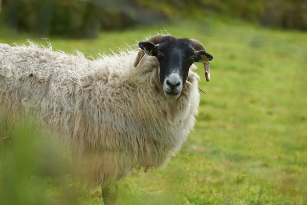 A sheep with a mostly black face, white nose and horns is looking at the camera in a very quizzical manner.