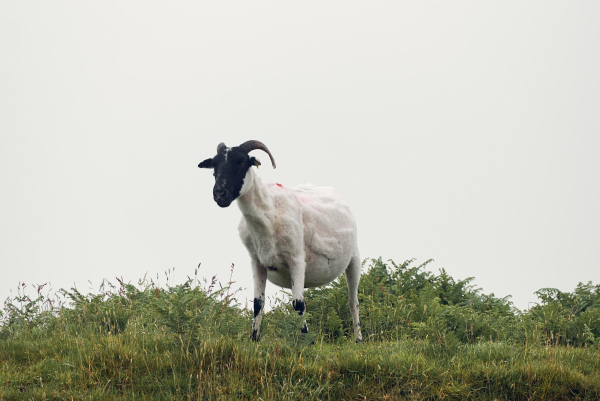 A newly shorn sheep stands up on a small hill. She has a black face and white body.