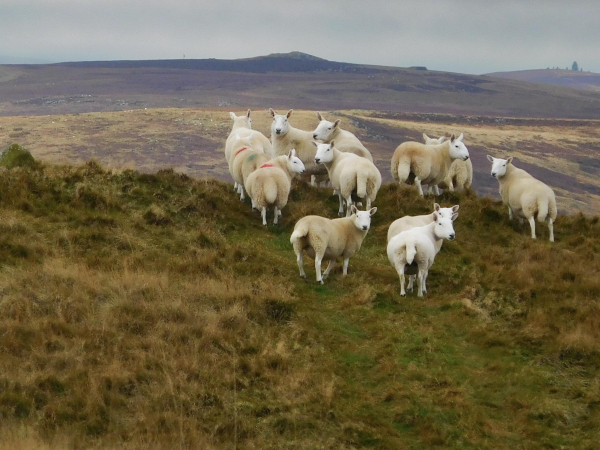 Colour photograph of a group eleven white fleecy sheeps, with white legs and faces. They ate grouped on top of a small rise, facing various directions, with hills in the background. The sky is a pale grey.