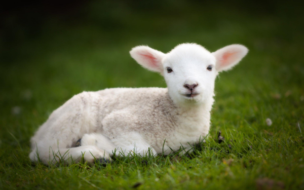 Picture of a cute lamb lying in the grass, their ears out to the side and a sweet face looking at the camera.