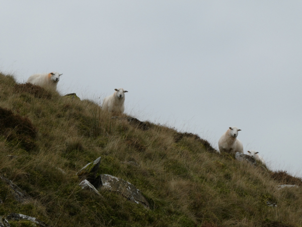 A photo of four white sheep watching the walker from a ridge on upland grassland. The ridge slopes down from left to right and the sheep are lined up against the grey sky. The fourth just showing above a boulder.