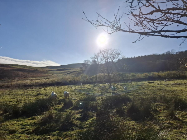 Defaid mewn cae â'r haul uwchben a thu ôl iddynt, uwchben llethr gwyrdd mewn gwybren glas