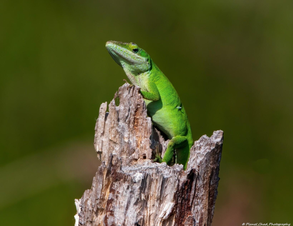 A green anole appearing to be sitting on a piece of old wood. The anole has one eye slightly looking towards the camera.