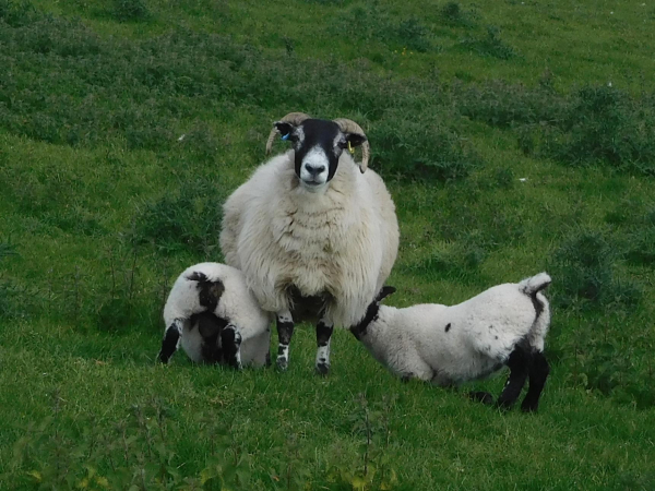 Colour photograph of a fleecy white sheep, standing facing the camera. She has a black face and legs, with a white muzzle, and small horns. Two large, plump lambs are suckling, one on each side. They stand on short grass.