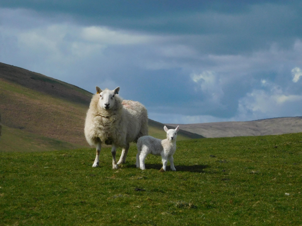 Colour photograph of a white sheep with an immense fleece. She is standing and staring at the camera. By her side is a wee white lamb, standing side on, but also looking at the camera. They stand on a grassy hillside. The sky is a cloudy blue grey.