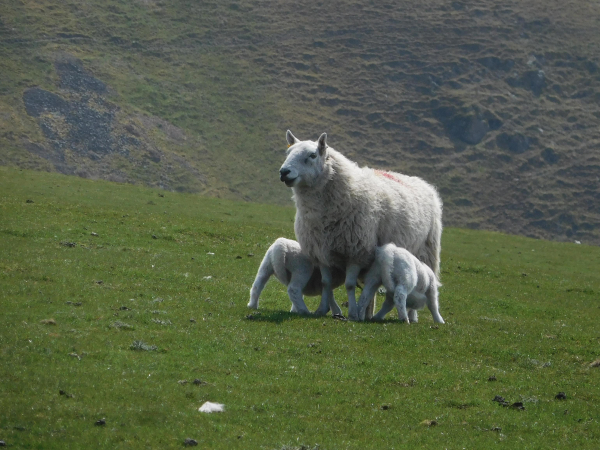 Colour photograph of a white moderately fleecy sheep, standing side on. She is suckling two small white lambs, one on each side. They stand on short grass, with a hill rising behind.