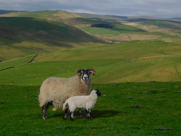 Colour photograph of a fleecy white sheep with black face and legs, a white nose, and small horns. She stands side on, but is looking at the camera. By her side is a plump white lamb, with a black face, standing side on. They stand on short grass above a green valley, with hills rising beyond. The sky is cloudy.