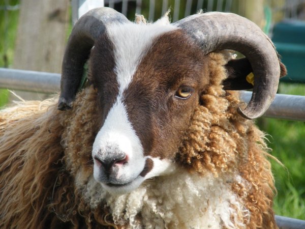 Brown and white ram lamb up close with curly horns