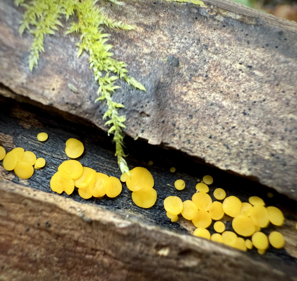 Bright tiny yellow fungus caps in crack of log