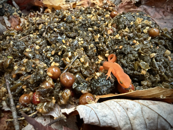 Red Eft in bear poop with some odd ball shaped ingredients and lots of seeds