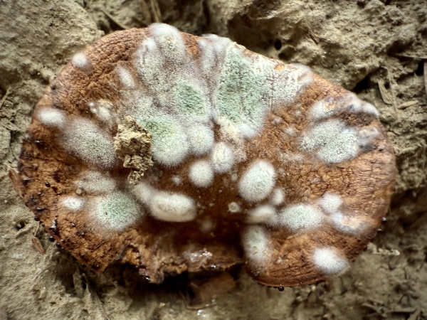 Closeup on brown mushroom with white and green molds on it