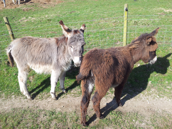 Two fluffy little donkeys in the sunshine.  One is a light grey colour and the other is a light brown colour.

Photo taken by me near Hartington, Derbyshire in 2012.