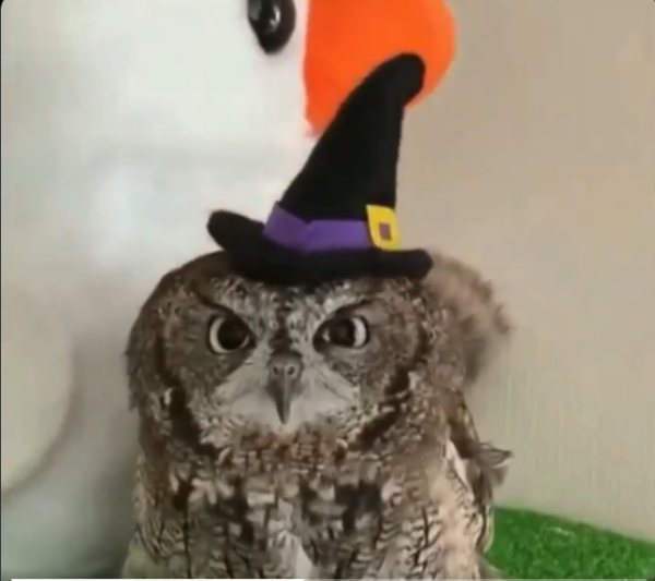 An owl looking displeased at having a black felt witch's hat put on 'eir head.