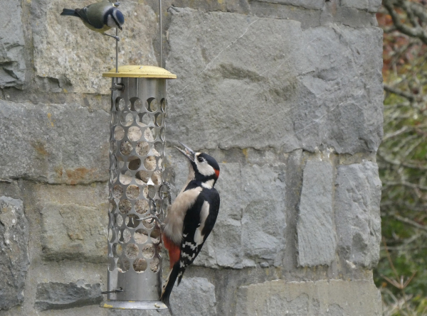 Photo taken through a window of a greater spotted woodpecker - black and white plumage rug a red rump and nape of neck - gripping onto the side of a metal feeder containing fat balls. It has a slightly open beak stuffed with suet. It is looking upwards at a blue tit that is clinging to the feeder hanging loop, hoping for a turn. A grey stone wall behind and a glimpse of trees and shrubs beyond on the right.