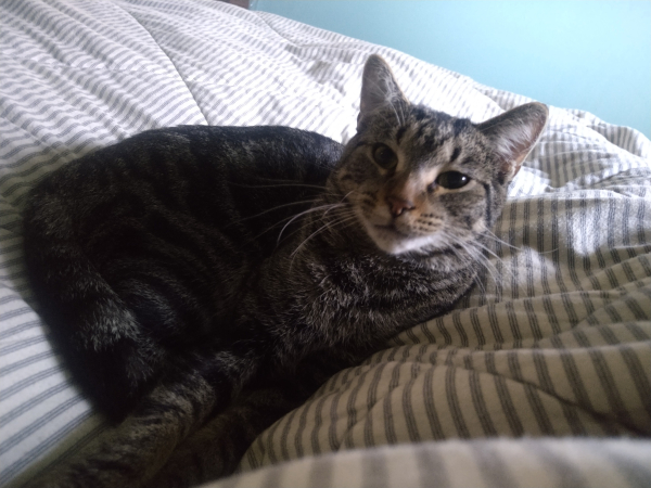 Small dark gray tabby curled up on a white/blue striped comforter. She's looking past the camera with an expression of philosophical contentment