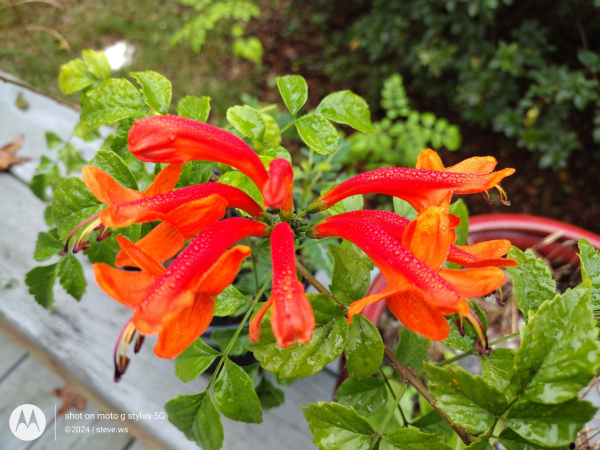 Surviving through a couple of hurricanes and dangerous frosts, the Cape Honeysuckle is now flowering.