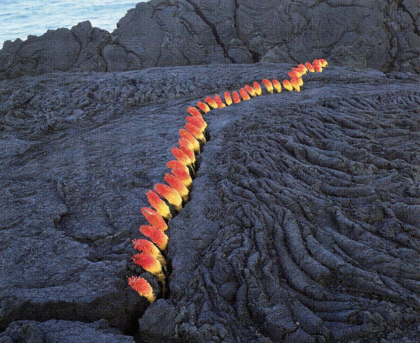 A dark grey landscape of cooked lava with a line of puffy orange and yellow floral stalks placed within a fissure and extending into the distance