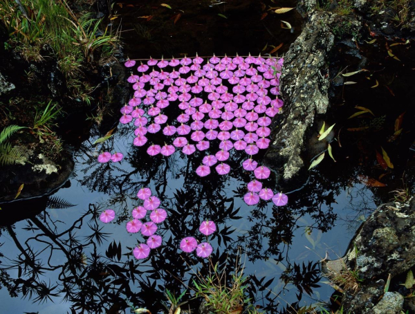 An arrangement of light purple flower blooms floating upside down in a stream, held in place by a floating string