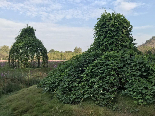 Two large topiary sculptures with green leaves shaped into rounded forms with pointed tops