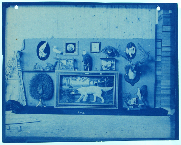 Blue-tinted photo of a wall exhibiting animal specimens and works of art