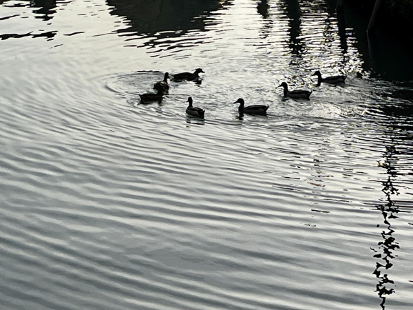 Colour photo, although you'd hardly know it because it is entirely in silvery greys and blacks, of seven ducks swimming on a rippled canal. They appear to be playing Follow My Leader, and have arranged themselves in a curvy Nike-style swoosh shape, black against the mercury-coloured water. Along the top of the frame is a narrow band of black reflections of a dome and the lines of some mooring posts. 