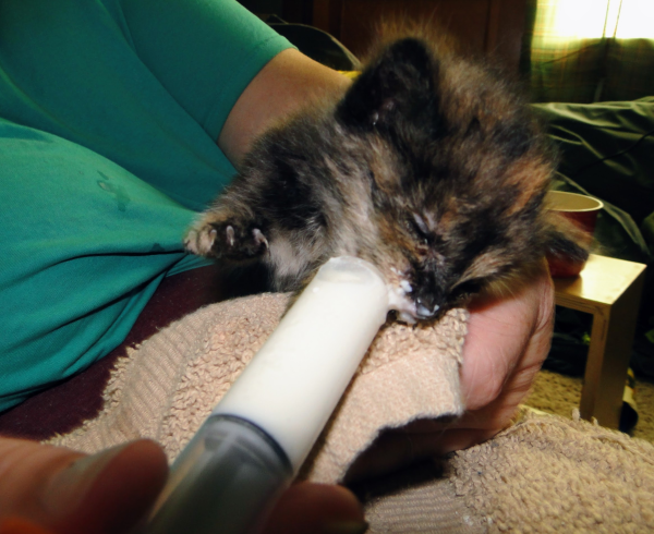 My wife, holding a syringe, feeding a starving kitten.