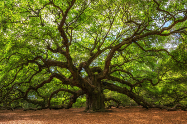 An enormous oak tree