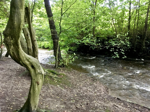 A wood with a beck (small river) running through it. The trees on the left are tall and gnarly, so you don’t see their canopy; the wood floor is firm, covered in some leaves and runs towards the beck. 