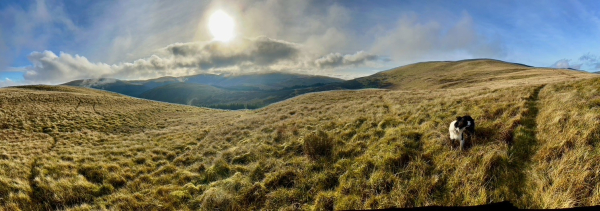 Photo: the low sin over the hills around the Ettrick Valley, a Collie stands to one side