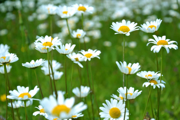 Close up of several daisies on a lawn