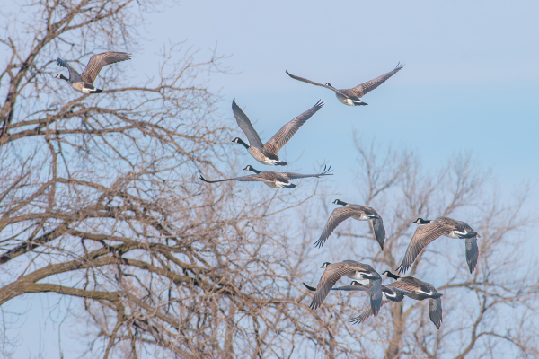 Photograph of a loose skein of Canada geese flying against gray, leafless trees and a pale blue sky. The formation is loose because the geese have just taken off from the river below. There are nine geese in the skein with smaller groups and single geese arranged diagonally from the lower right frame to the upper left. Canada geese have white and tan mottled chest and belly feathers, white under-tail feathers, brown back and wing feathers, a long, slender black neck, a black head with a white cheek patch that run under the upper throat, dark eyes, black bills, and black legs and webbed feet.