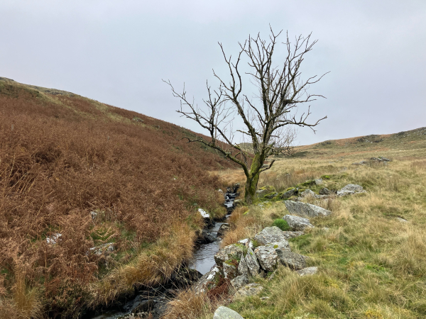 Photo of a small, lone tree standing amongst rocks on the bank of an upland stream. The tree itself, leaning slightly to the right, may be dead or dying, although a handful of leaves cling to the otherwise bare and pale twigs. So maybe autumn just came very early. The textured bark of the trunk and branches is, however, alive with green moss. Moss and lichens - grey and yellow - grow on the rocks around. The ground to the right of the stream is fairly flat but uneven. Rough upland grasses in shades of green and golden brown grow here. The left bank slopes up more steeply and is thickly carpeted in red-brown bracken as it dies off. The sky behind is a featureless grey.