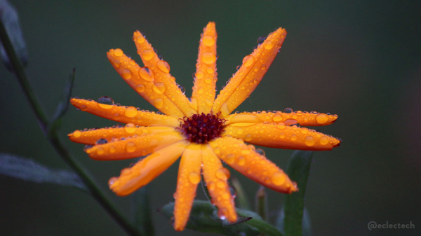 A photo of a bright orange flower against a deep green backdrop. The flower petals are covered in drops of water. Taken on a November morning inside the cloud that has covered my garden instead of the promised sunshine. At least the flower gives me some brightness.