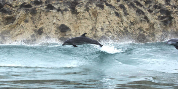 A lone dolphin leaping in the air from a blue-grey sea, framed against a sandstone clif.