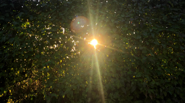 the sun, a small white-gold-copper orb, is shining through the centre of a dark green hedge. the leaves are lit up bright green and gold in places, and there are rays emanating from the sun in almost all directions. to me, it looks like magic.