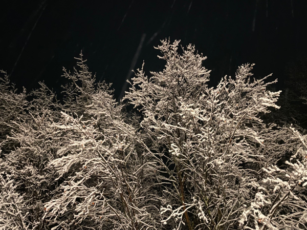 Finally some snow to quench the forest fire risk!  White tree branches covered by sticky snow.