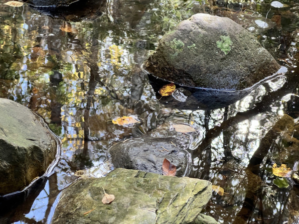 Three rounded rocks sit in puddle that reflects fall-coulored leaves and a patch of blue sky. Some yellow, brown, and green leaves float in the water and stick on the rocks. The water has a mirror-like calm, except near the photo center where a leaf has ripples around it. [LaManche (NL), Canada, October 2024]