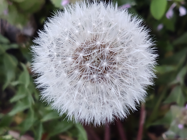 A dandelion seed head fills almost the entire screen. Blurry grass around the edges