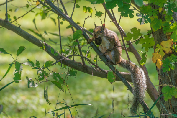 Photograph of a gray squirrel clinging to the branch of a small tree or bush with an out of focus green lawn in the background. The squirrel is facing the camera with its head turned slightly to the left and is holding a large walnut in its teeth. Grey squirrels have grey and brown fur with white abdomen and chest fur, a long bushy tail, a triangular head with dark eyes, proportionally large ears, a typical rodent muzzle, long, black whiskers, hand-like fore paws, and claws that allow the squirrel to cling to vertical surfaces.