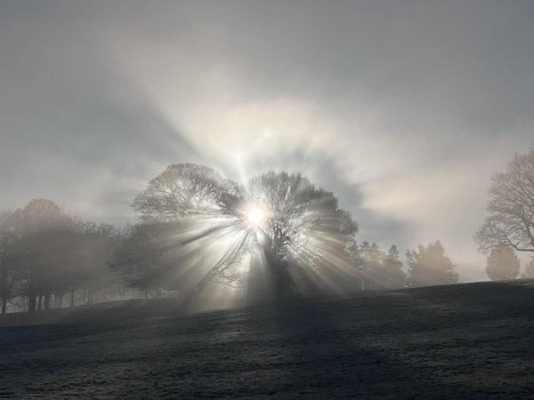 Photo of the sun shining through fog and trees on a misty morning.