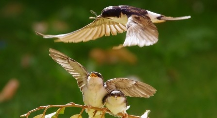 Two housemartins on a willow branch, with a third flying overhead. 