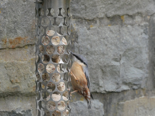 Photo of an Eurasian nuthatch on the same feeder. A bird with a slate grey back and peachy-buff underside. It has a black eye stripe like a mask, leading to a sharp beak.