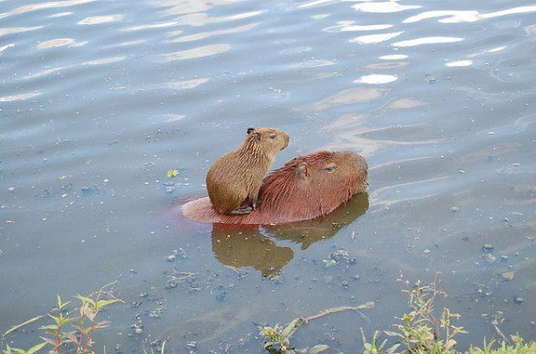 Imagen de un capibara