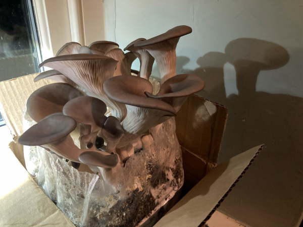 Large oyster mushrooms growing out of a cardboard box